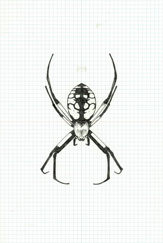 Argiope Aurantia